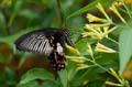 236 gewoehnlicher Mormone - Papilio polytes